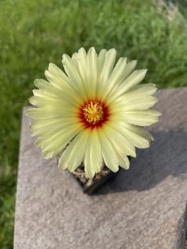 Astrophytum capricorne senile